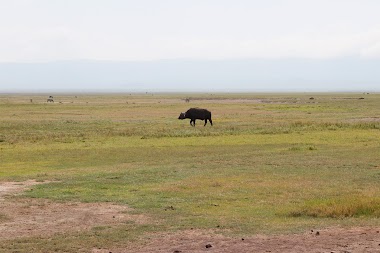 Big five in Tanzania 