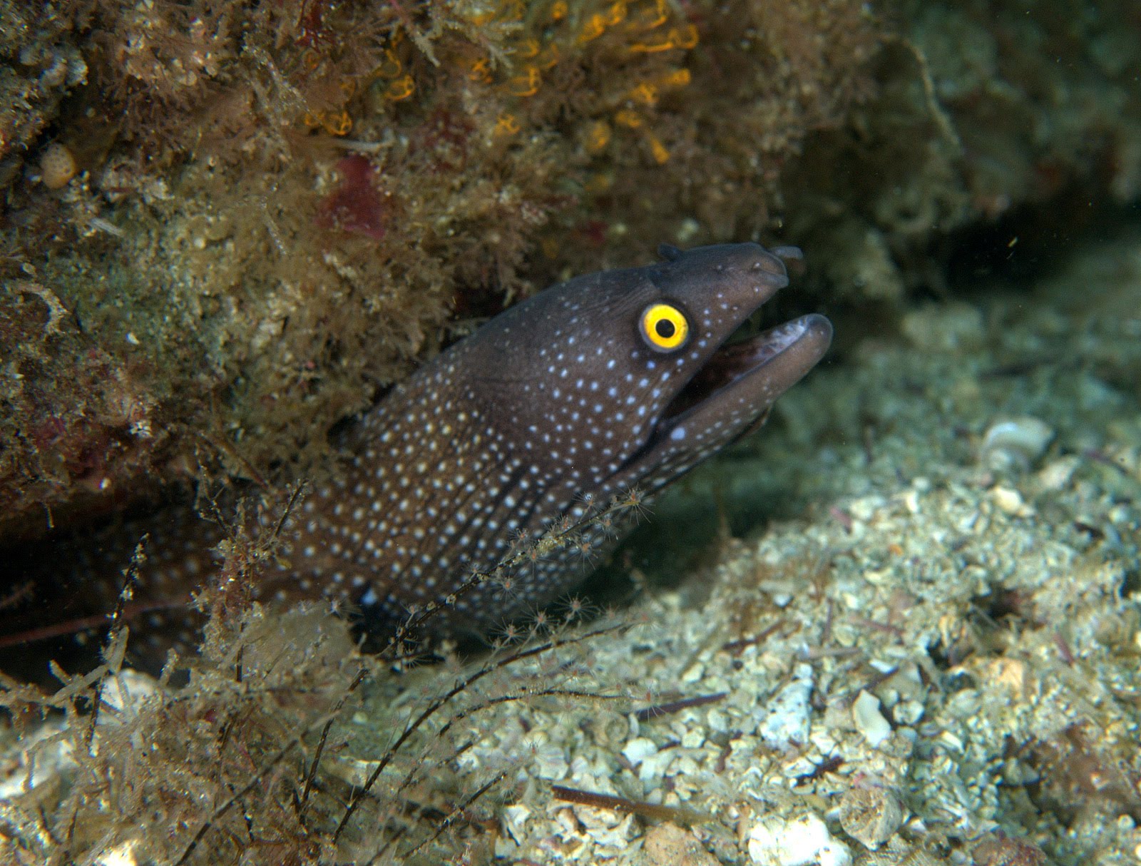 Giant Moray Eel, Gymnothorax javanicus, Photo | SCUBA Travel