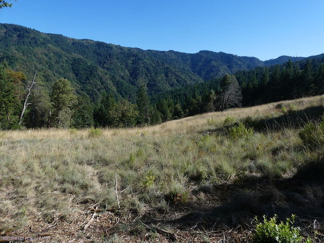 lots of grasses, then some trees