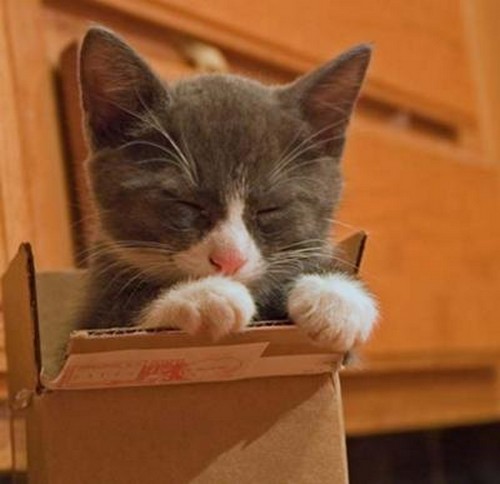 cats in boxes, cats and boxes, cute cat pictures