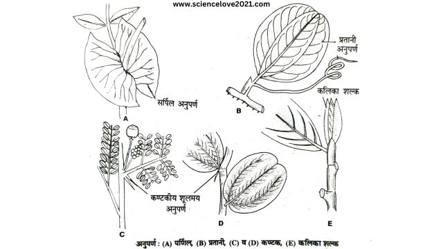 सरल पत्ती की संरचना (Structure of a Simple Leaf) in hindi