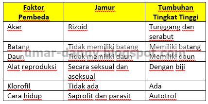 Contoh Soal Essay Biologi Peminatan Kelas X Semester 2 K13 Tentang Jamur (Fungi)