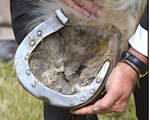 Shire Horse Society horseshoe rules hind foot