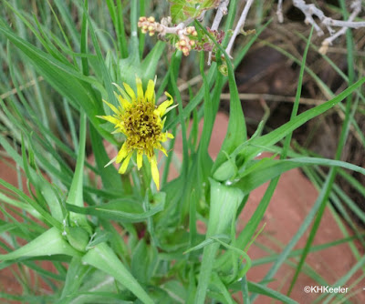 yellow salsify, Tragopogon dubius