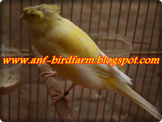 ANF BIRD FARM - PENANGKARAN BURUNG BERKICAU + MENJUAL 