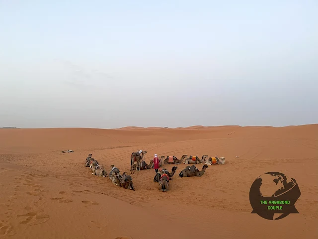 Sahara Desert Sunrise Camel Ride: Erg Chebbi Sand Dunes to Merzouga