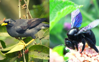 Burung Jalak