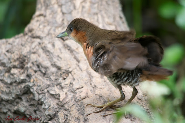 Avistaje de aves en Argentina, Salta. Birdwatching y fotografía de Juan Carlos Gorrini.