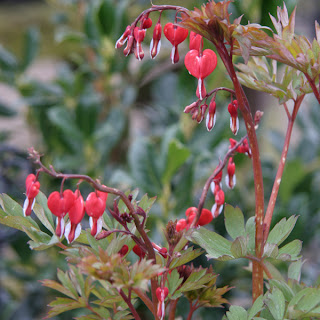 Plants at Preston Bissett Nurseries