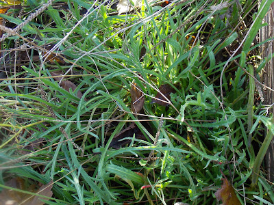 Plantain Corne de Cerf en décembre