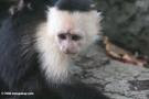 monyet capuchin