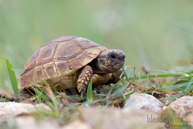 Griechische Landschildkröte - Testudo hermanni