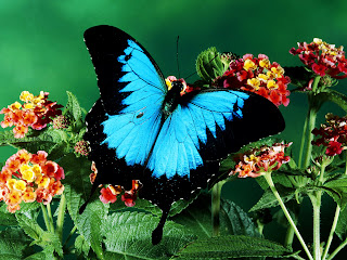 Huge Beutiful Blue Butterfly on Plants HD Wallpaper