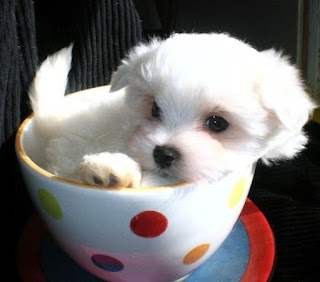 Bichon maltes toy en taza