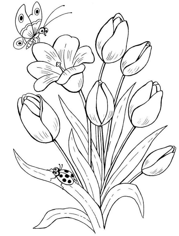  Gambar  Mewarnai Bunga  Tulip Terbaru gambarcoloring