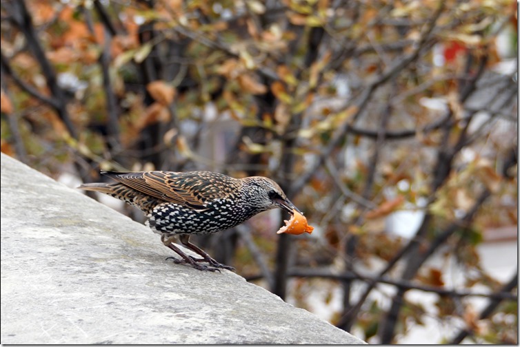 paris starling