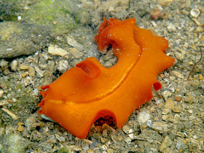 Orange Flatworm (Phrikoceros baibaiye)