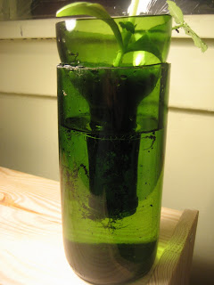 making hydroponics out of a wine bottle