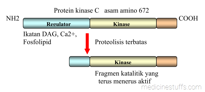 gambar-8-struktur-PKC