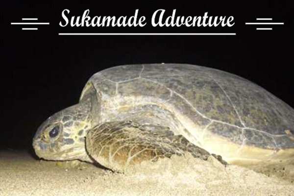 Sukamade Adventure
