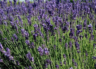 Лавандула / Lavandula angustifolia