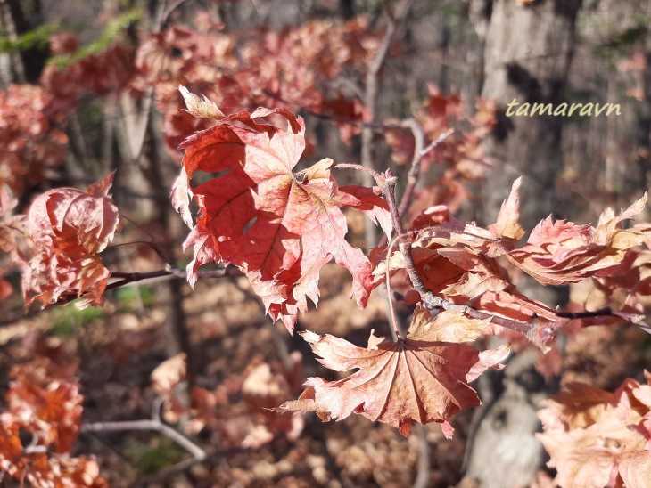 Клён ложнозибольдов (Acer pseudosieboldianum)