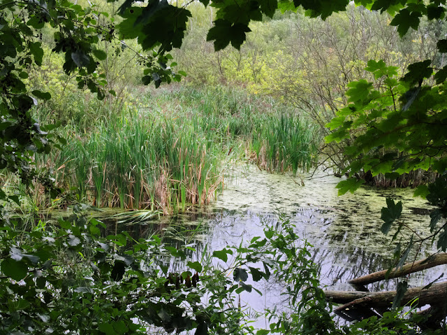 Wetlands from south end