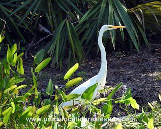 bird in pond - Charleston-MLS, real-estate, SC, West Ashley - waterfront homes