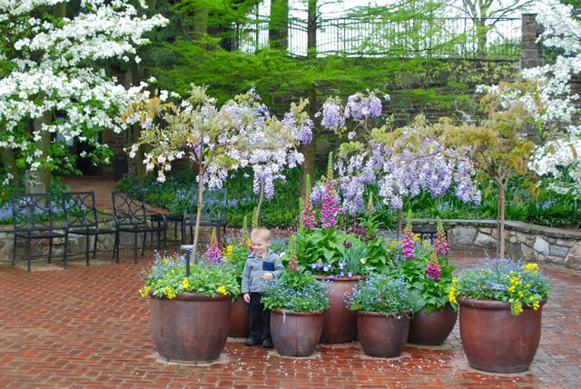 Pot display below the Open Air Theater featuring standard Wisterias and the upturned foxglove, Digitalis 'Candy Mountain'.