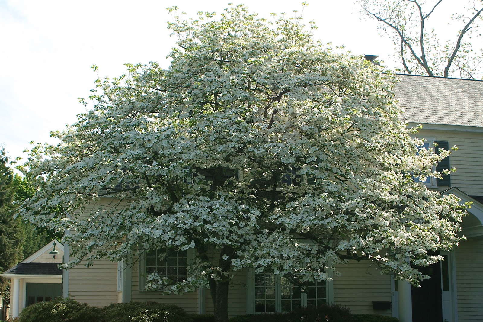 types of flowers on trees Flowering Dogwood Trees Types | 1600 x 1066