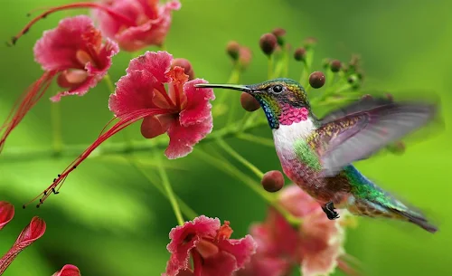 Beija-flor