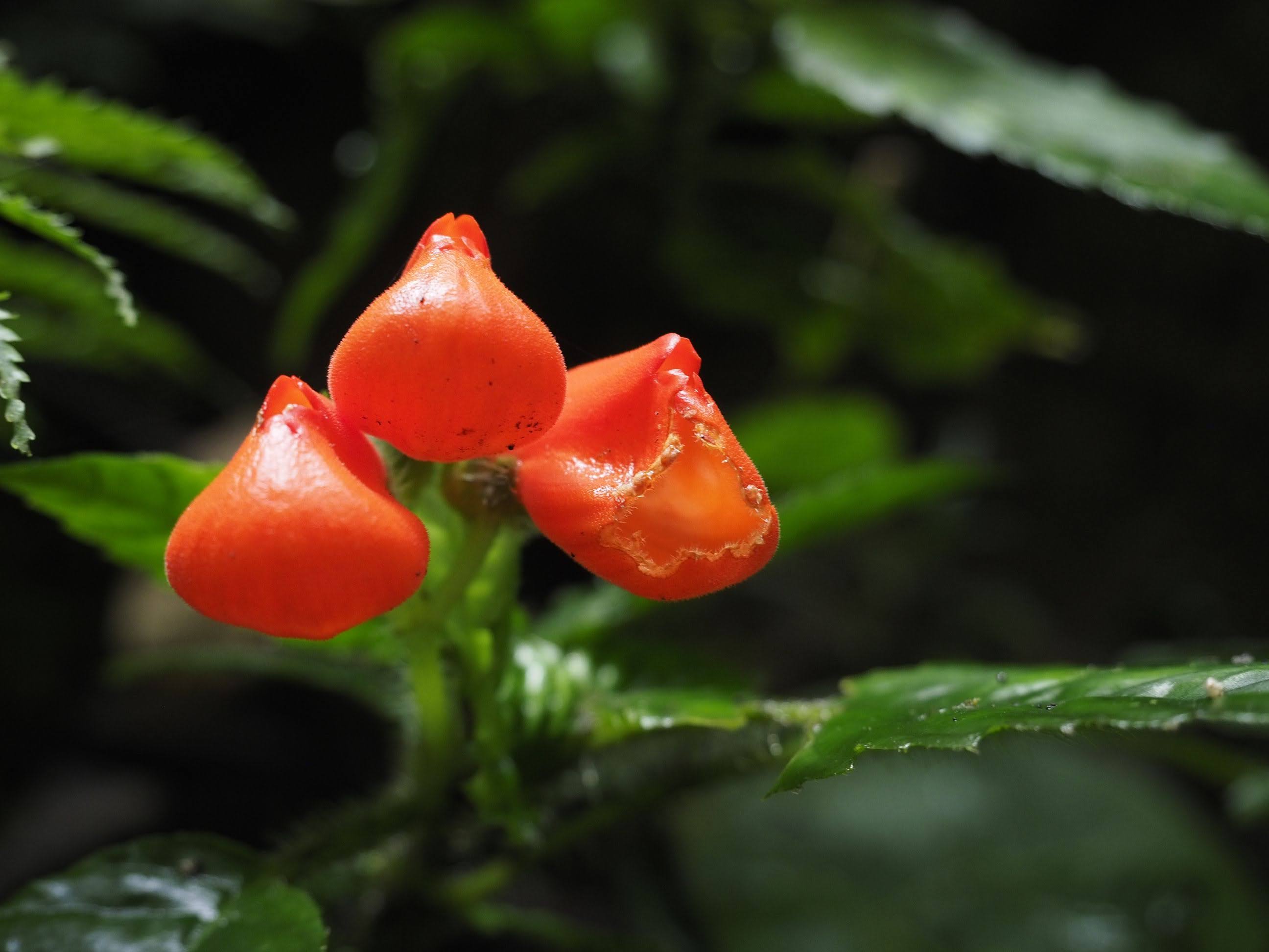 ¿Cómo se dio el redescubrimiento de una planta endémica del Ecuador luego de 40 años de que se creía extinta?
