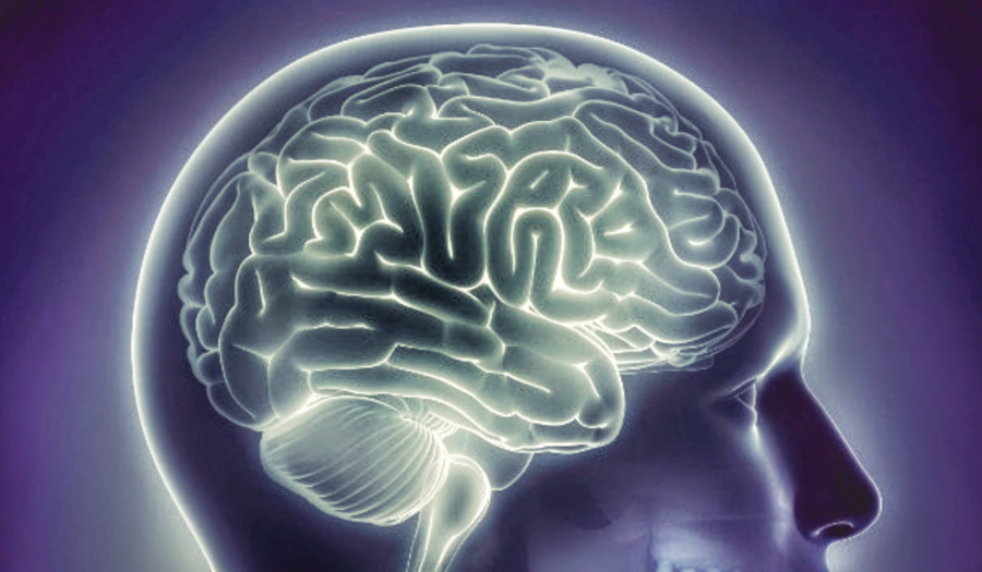 How Alzheimer's Destroys the Brain | Alzheimer's Reading Room