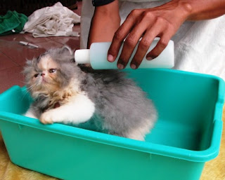 Jasa Grooming Kucing Panggilan Ke Rumah