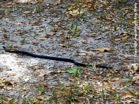 Black Racer Snake ~ Jacksonville Florida