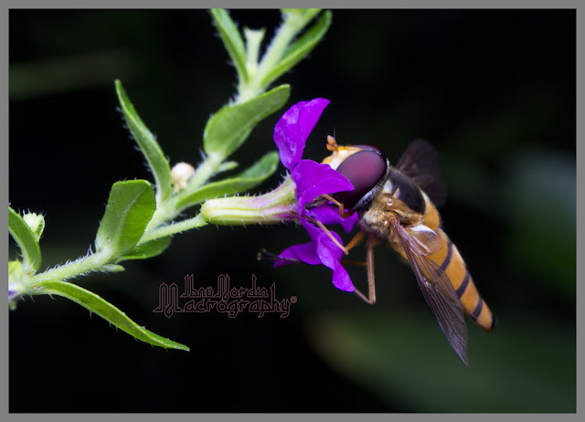 Hoverfly