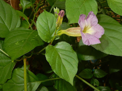 赤道櫻草的花