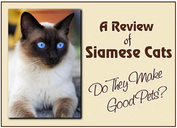 beautiful siamese cat with blue eyes
