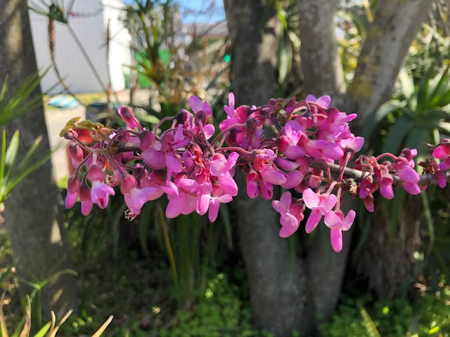 Flores da Primavera