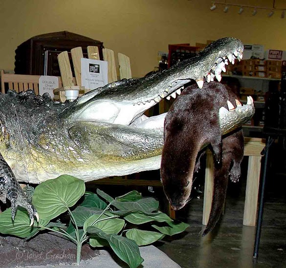 Is There Alligators In Alabama / Outdoor notebook: Alabama alligator hunt registration ... / (file | abc3340.com) talladega, ala.