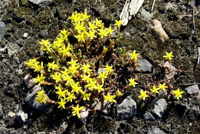 Muurpeper - Oerfloed - Sedum acre