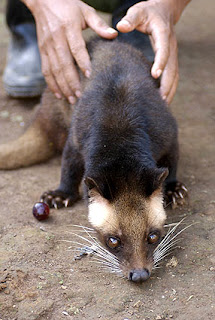 Top 5 Most Expensive Drinks In The World kopi luwak coffee