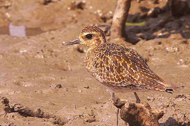 bird, Pacific Golden Plover