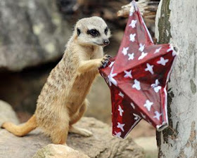 AUSTRALIA-NATURE-CHRISTMAS