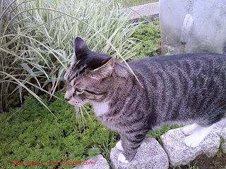 Wyatt, the tiger cat in the garden