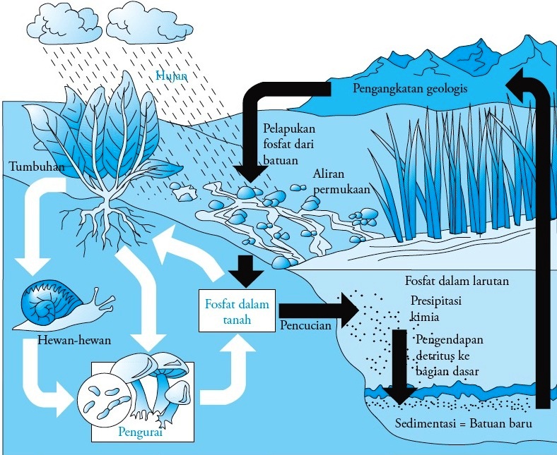 A Blog To Remember DAUR  BIOGEOKIMIA