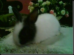 Arnab 18.2.2011 016