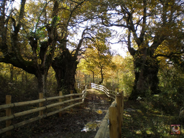 El bosque centenario de Munain-Okariz (Alava)