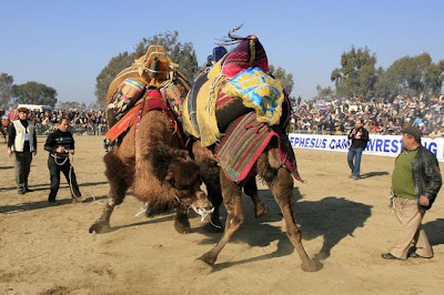 Camel Wrestling