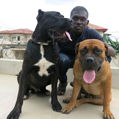 Babajide loving his dogs